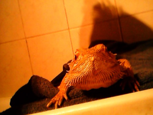 megaminecraft51's profile picture. 