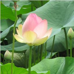 mauilynne's profile picture. I love to laugh!