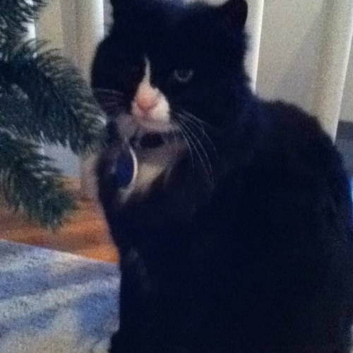 Im a cat bitches any cats follow me i follow back peace