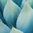 Agave Blu