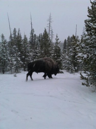 Wolf advocate for Wolves of the Rockies