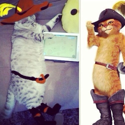kedi twitter