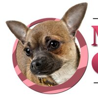 Muttley Crue Couture (@muttleycruecout) Twitter profile photo