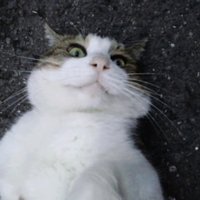 おぬぬめのおぬ (@ginjitotora) 's Twitter Profile