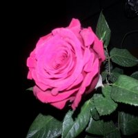 zahra (@zozoart) 's Twitter Profile