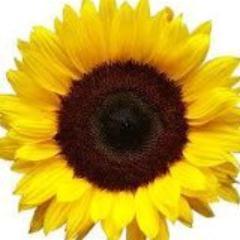 Sunflower Property Mgmt rental company in Hutchinson, Ks