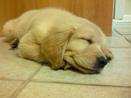 DrGibbsMcChill's profile picture. Dr Gibbs McChill Theraputic Well Being Practice. Phd in the practice of Chill. Chasing tennis balls is good for the soul.