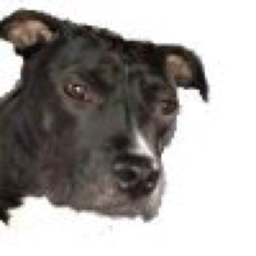 FACEBYTE's profile picture. Serial Entrepreneur #PetTech #Pitbull #Perfumista