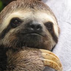 AESloth's profile picture. multa corda una slotha