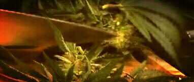 Dietary Cannabis prevents aging & is a nonpsychoactive complete food. Support @CannabisInt to #legalize food/medicine/Carbon capture for 7 billion ppl