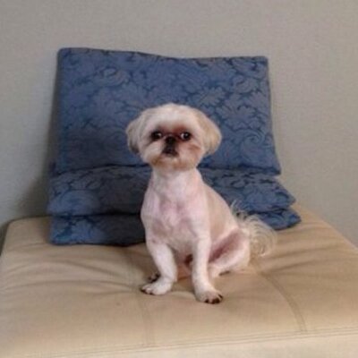 gus s dogs gus s rt shitty dog gus s dogs gus s rt shitty dog