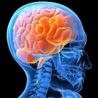 Neuro-Psych Tests (@neuropsychtests) 's Twitter Profile