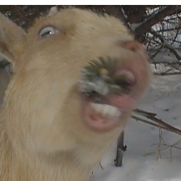 sspaghetticat's profile picture. BLACK LIVES MATTER