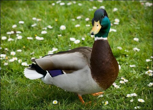 Quack Quack Quack.