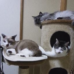 猫うらりんさんのプロフィール画像