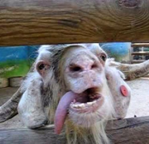 getdowngoat's profile picture. 