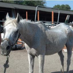 Oak Meadows Ranch is a western style horse rescue and horse sanctuary rescuing unwanted, starving horses and sharing them with the community.