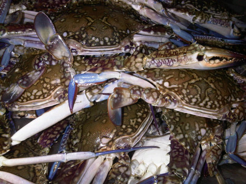 Crabology you will need to know everything about Canned Pasteurised chilled blue swimming crab meat color, fresh crab flavor,smell & texture of crab meat !