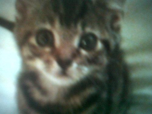 countryjane's profile picture. static line  dancing tattooed, country music lover, extreme political views