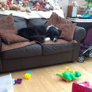 beautiggerbaker's profile picture. I'm a 5 year old border collie. Woof woof!