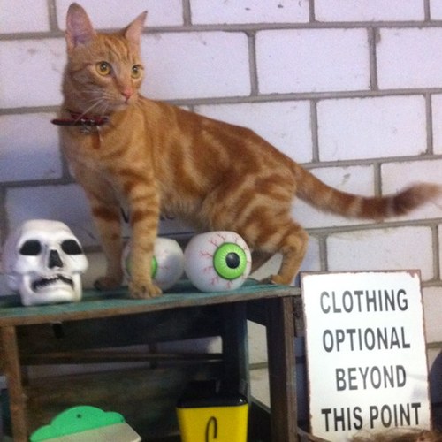 My name is Biscuit.  I'm just a Surry HIlls kitten, out making friends. Lives with She ('s the cat's mother) and He