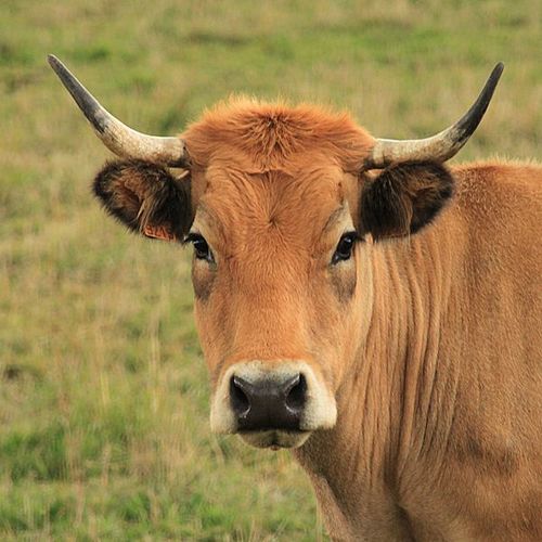 je suis une vache.