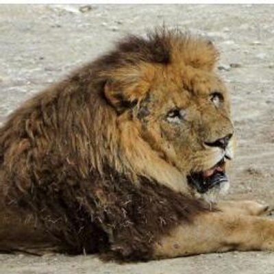 捕食動画 ライオンに勝つシマウマ 水辺だからこそ一命を取り留めたシマウマのライオン撃退方法とは Http T Co Btbrbfige7