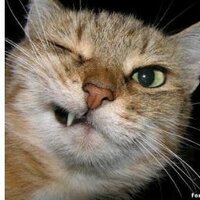 funny-gif-images (@funnygifimages) Twitter profile photo