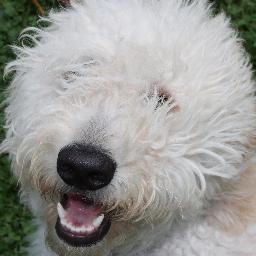 I am an F1 Golden Doodle born on 01 FEB 09.  I love to take long walks and have fun. Sometimes I eat garbage.