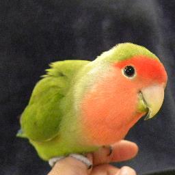 長男人間・コザクラインコのピッピ♂️12歳2019.0814に🌈😇・オキナインコのエルフ♂️17歳・ワカケホンセイインコのライム♀️13歳のかーちゃん(関西のオバちゃん)です 。自然.動植物に関する事に興味津々💕無言フォロー失礼します😌