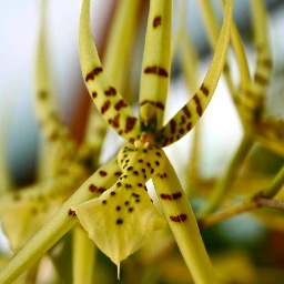 Fresh cut flowers and exotic orchids.  Miami.  Wynwood.