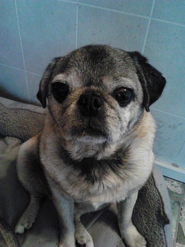 TitoThePugSays Profile Picture