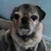 Tito (@TitoThePugSays) Twitter profile photo