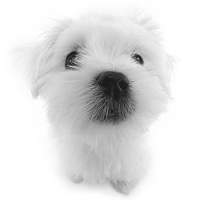 maltese's profile picture. 