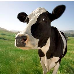 Hello, as you can see I am a bilingual cow.