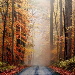 DennyCS1's profile picture. Pain in the ass sometimes; food lover all the time; loyal to those I love.  I'd rather be stabbed in the back with the truth than comforted with a lie