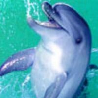 Elena Щербина (@elenaslv) 's Twitter Profile Photo