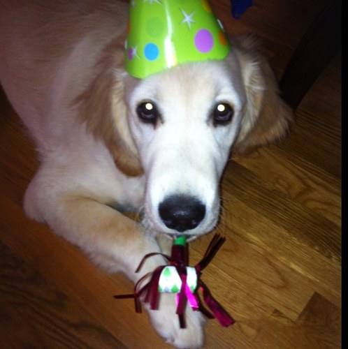 tkentbarber's profile picture. Attorney; dog whisperer