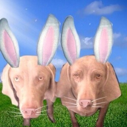 BigDogTag's profile picture. I'm a big dog, my name's Taggart but you can call me Tag. I like sunshine and guns and fur and feather and food and mud and mischief. Do you have biscuits?