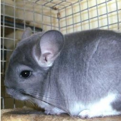rare chinchilla