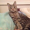 Katy Dobson - @BeanieKaty - Twitter