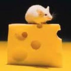 LindsayMouse's profile picture. Me, Myself and Cheese!
