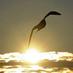 GullCottageOnline (@gullcottagesand) Twitter profile photo