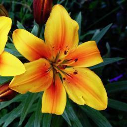 IIsgranof3's profile picture. 