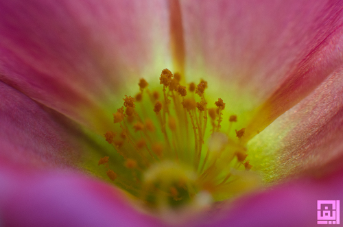 imanalmas's profile picture. Full Stack Development . Web Design . Photography . Art