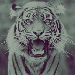 do everything for what you really want
