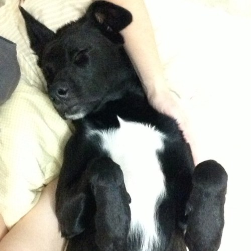 hi my name is lucky, im 2 months old, i was rescued from a dog home and i want you to follow me and my journey #woofwoof