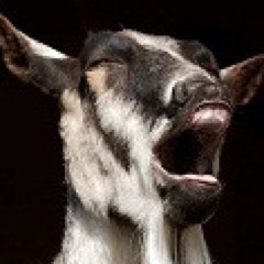 Goating Youtube Videos
http://t.co/l8lReciR2H