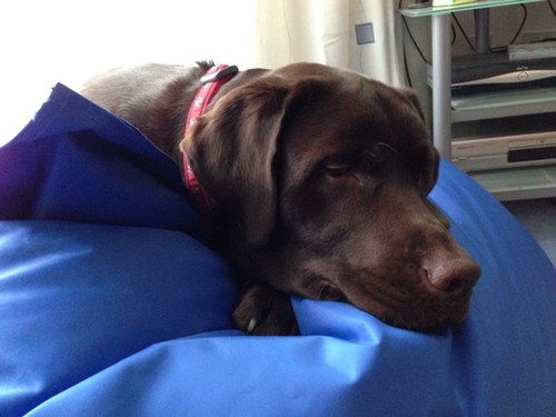 Data geek, laid back.....sometimes, proud owner of a cute choc lab called Jasper with @jorose80 🌈