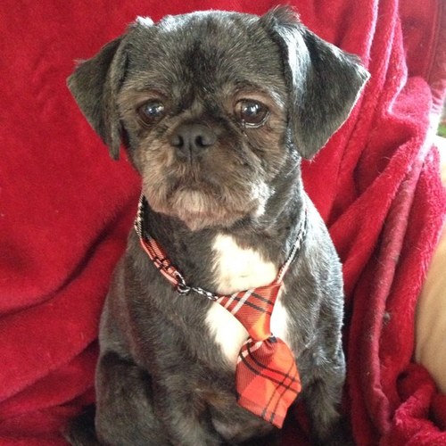 I'm Malcolm the dog and I love dog shows, dog agility, dog food, dressage for dogs, people and hugs!